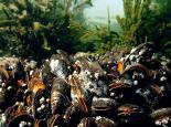BIVALVES Mussel_Bed - Paul_Naylor